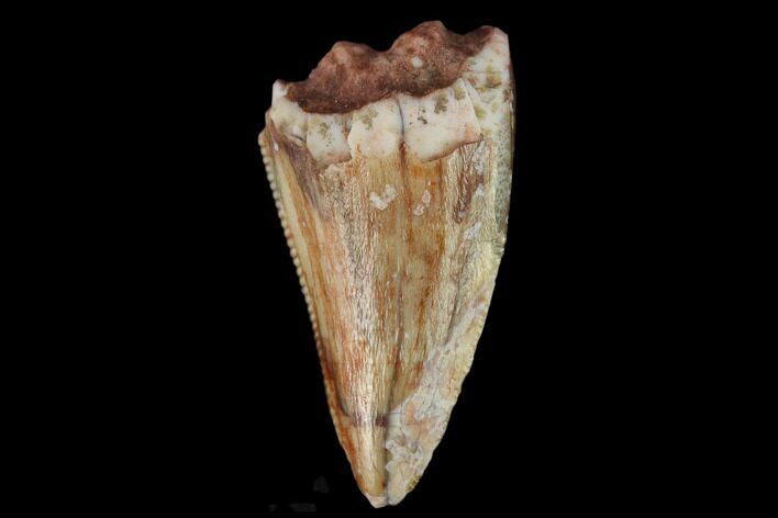 Serrated, Fossil Phytosaur Tooth - New Mexico #133315
